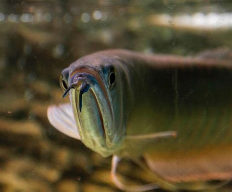 銀龍魚|雙鬚骨舌魚